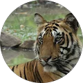 Di Dissanayake Avatar